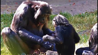 Behavior of Captive Bonobo amp Lowland Gorilla Families [upl. by Alyss36]