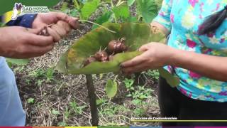 Inspección de huertos de Malanga y Papachina [upl. by Miko]