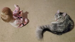 Maine Coon jumps amp play first with favorite toy but toddler comes steals it amp laughs Baby angers cat [upl. by Assirahc]