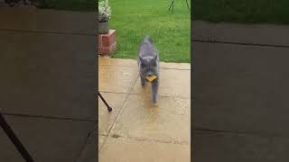 Fluffy grey cat fetches a piece of melon [upl. by Bently]