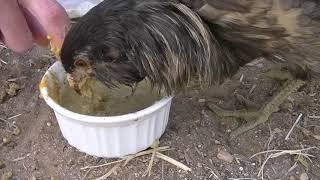 Feeding Pwee Pwee the Crossbeak Chicken [upl. by Ibbed]