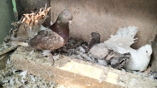 Unique Color Fantails From Cross Breeding  Fantail Pigeons Breeding [upl. by Ahsienek]