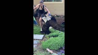 Two Bald Eagles Separated After Being Locked in Fight [upl. by Napas993]