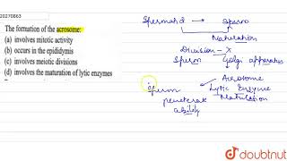 The formation of the acrosome [upl. by Ahsimrac924]