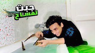 جبت تمساح 🐊 للعيلة في البيت😂😂  القيصر [upl. by Tamas626]