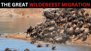 WILD SAVANNAH AFRICA The Epic Journey Wildebeest Migration [upl. by Sorensen]