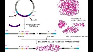 Yeast artificial chromosome YACs [upl. by Grantland]