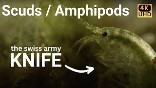 Amazing Amphipods  narrated cinematic nature video 4k [upl. by Roanne644]