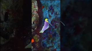 Fish  Purple Firefish of the Tropical IndoPacific Coral Reef  marine life aquarium  shorts [upl. by Nylloc850]