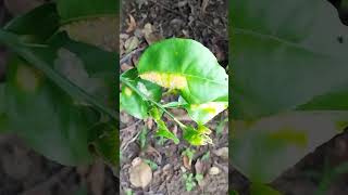 Canker tegulu in my lemon trees in my garden🏡 [upl. by Iramat]