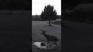 WHOA 💯🦌 TRAIL CAM shots youtubeshorts viral trending fyp [upl. by Atiluj]