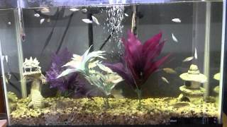 Aqueon 13 gallon fish tank [upl. by Inneg419]