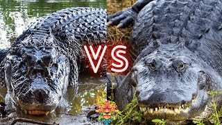 Predatory FaceOff Black Caiman vs American Alligator Who Will Win The Fight [upl. by Ssenav733]