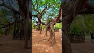 auroville pondicherry [upl. by Imoin]