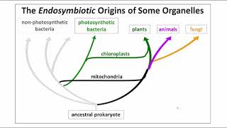 1052 Endosymbiosis Mitochondria amp Chloroplasts [upl. by Lette]