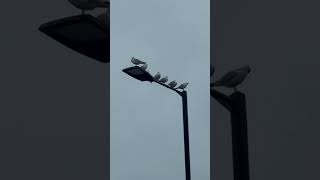 Six Black Headed Gulls On Street Lamp birds avian nature [upl. by Jun175]