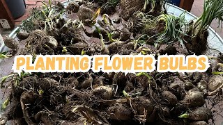 Creating Paradise 061  Planting Free Flower Bulbs homegarden [upl. by Cirderf]