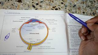 OPHTHALMOLOGYeye introduction of basic anatomy a revision lecture [upl. by Fontes]