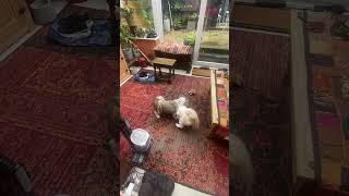 Shih tzu playing puppy dogbreed shihtz shihtzu cute shihtzupuppie smalldogbreed pets [upl. by Mcclish]