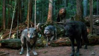 Quileute Wolf Pack [upl. by Lauder]