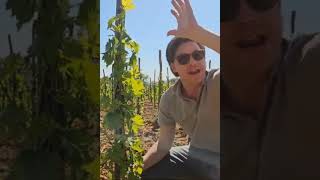 Discovering the quotalberelloquot in San Giovanni Vineyard [upl. by Ozneral634]