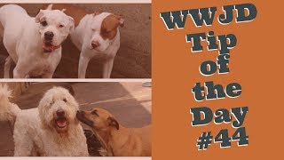 What Would Jeff Do Dog Training Tip of the Day 43 Bark Collars [upl. by Hailey]