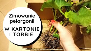 👉Zimowanie pelargonii w torbie papierowej i kartonie🌸👍 Jak przezimować przechować pelargonie zimą❓ [upl. by Chuch]