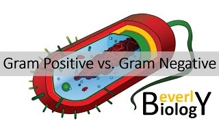 Gram Positive vs Gram Negative Bacteria [upl. by Atilehs382]