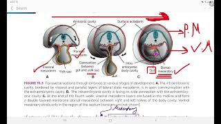 Embryology of Coelomic Cavity and Peritoneum GI Embryology Lec 1 [upl. by Oap]