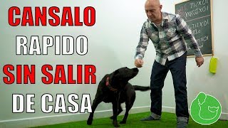 3 Maneras de CANSAR a tu PERRO en CASA También hiperactivos y con Alta Energía [upl. by Eniretac]