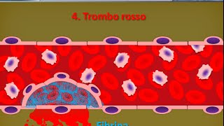 Istologia 35  Piastrine [upl. by Bolme]