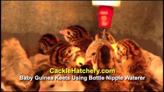 Baby Guinea Keets Using Bottle Nipple  Cackle Hatchery [upl. by Yentroc]