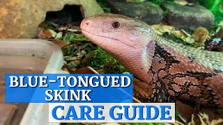 Blue Tongue Skink InDepth Care Guide [upl. by Aihsel334]