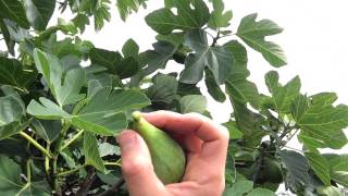 Harvesting Desert king Figs UK [upl. by Ravaj]