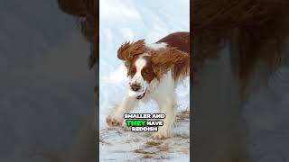 Recognize the Welsh and English Springer Spaniel [upl. by Haonam134]