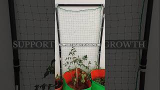 Net trellis to support climbing plants Plants supporter Tomato plant supporter Trellis [upl. by Ines]