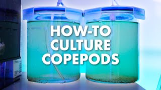 How To Culture Live Copepods At Home  Simple DIY Setup  Blue Reef Tank [upl. by Meridith764]