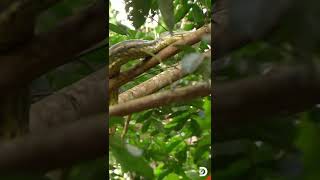 The deadliest place on earth Snake Island  Ilha de Queimada Grande  Shorts DiscoveryChannel [upl. by Sexela]