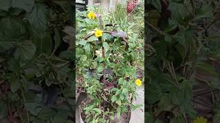 Wedelia🌼 creeping daizy flowering vine flowers ytshorts trending gardening craft viralshort [upl. by Noremac]