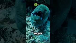 это рыба чистюля 😱🐠 животные милыеживотные [upl. by Elery740]