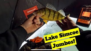 Lake Simcoe Jumbo Perch AGAIN [upl. by Enaillil266]