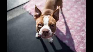 Dog Barking  Boston Terrier barking sounds [upl. by Amanda]