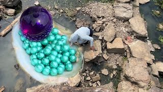 Pearl hunters open pearl oysters to harvest giant purple pearls among hundreds of tiny green pearls [upl. by Pedaias536]