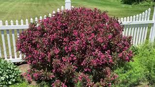 WINE amp ROSES® Weigela  Garden Crossings [upl. by Brown]