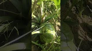 Kalabasa Farming agribusiness quezonprovince agriculture farming [upl. by Doralin]