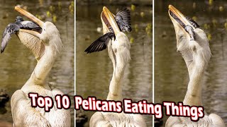 top 10 pelicans eating things [upl. by Netsrik]