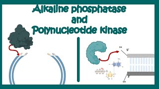 Alkaline Phosphatase  Poly nucleotide Kinase  use of AP and PNK in molecular biology end labeling [upl. by Naus]