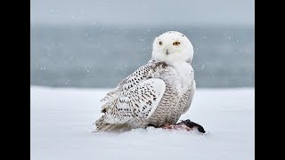 Owls of North America and their Calls [upl. by Reagen]