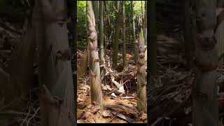 Unearth Natures Delicacy Bamboo Shoot Harvesting in the Wilderness  The Mushroom Era asmr [upl. by Lazaro]