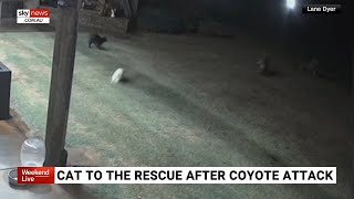 Footage captures moment cat saves dog from coyote attack [upl. by Buchbinder]